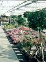 greenhouse
